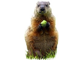 marmot sitting in grass